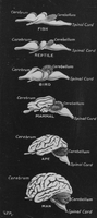 brain