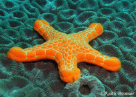 starfish