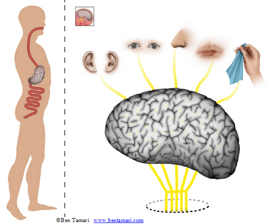 senses 2