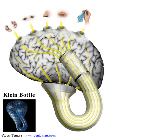 brain and klein bottle