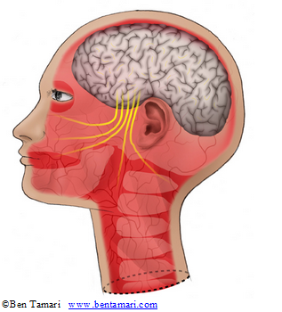 head