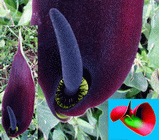 Attractors in Nature, Arum Palaestinum
