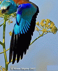 bird