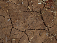 crack mud