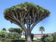 Tree  Dracaena