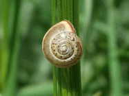snail