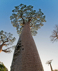 Tree    baobab