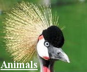 Animals
