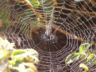 cobweb
